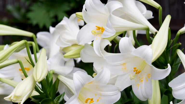 Lilia biała &#8211; rośliny w kosmetykach